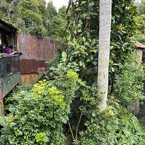 Golden Lion Tamarin enclosure