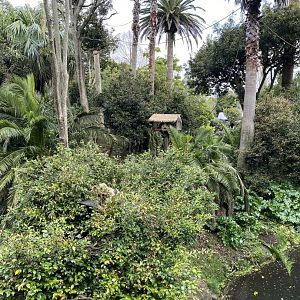 Spider Monkey enclosure