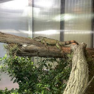 Green Iguana