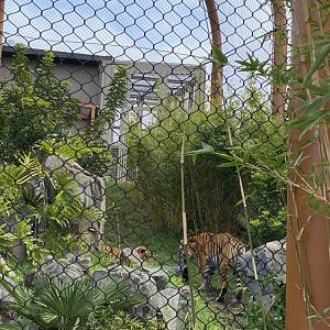 Zayana and Cahya - Sumatran Tigers