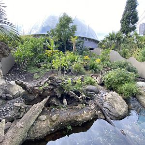 First half of Asian Short Clawed Otter enclosure