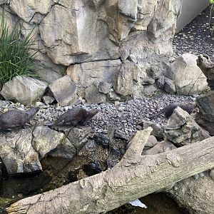 Male Asian Short Clawed Otters