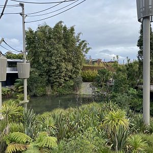 Bornean Orangutan aerial pathways over lake