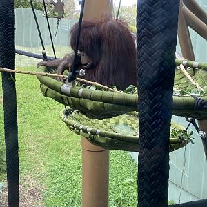 Daya - Bornean Orangutan