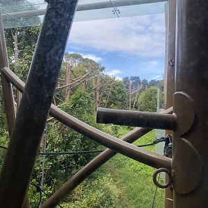 Bornean Orangutan enclosure - view from viewing window