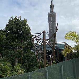 Bornean Orangutan enclosure
