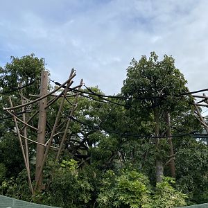 Bornean Orangutan enclosure