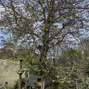 Off display Red Panda enclosure