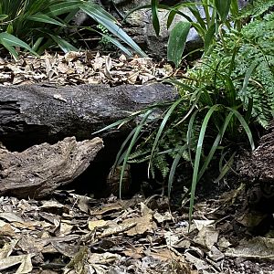 Spot the Tuatara