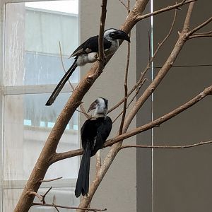 Main aviary - Von Der Decken's Hornbill