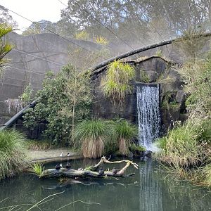 Te Wao Nui Wetland Aviary
