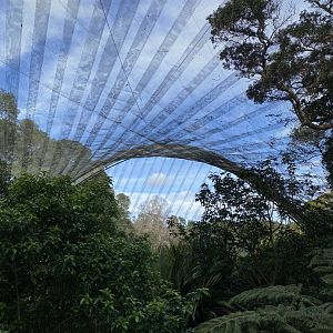 Te Wao Nui Forest Aviary