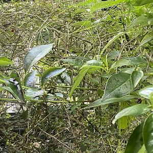 Spot the Jeweled Gecko!