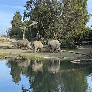 White Rhinos at the Waterhole