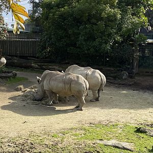 White Rhinos