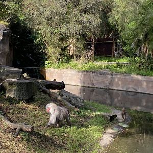 Hamadryads Baboons