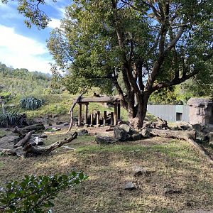 Hamadryads Baboon enclosure