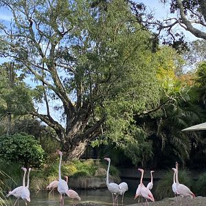 Flamingos