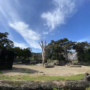 Asian Elephant enclosure