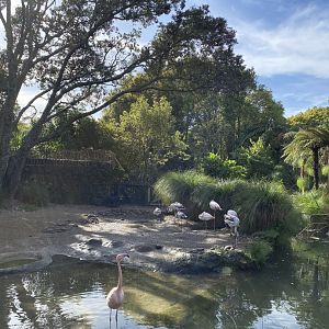 Flamingo enclosure