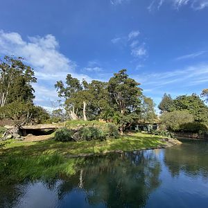 African Lion enclosure
