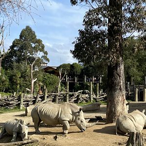 White Rhinos