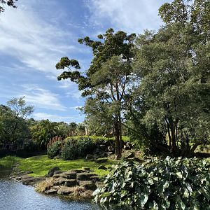 African Lion enclosure