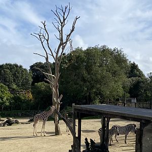 Enzi the giraffe and the zebra