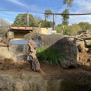 Meerkat enclosure