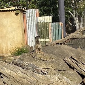 Slender Tailed Meerkat