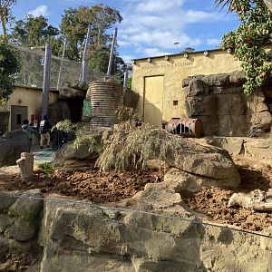 Crested Porcupine enclosure