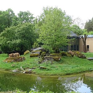 Lion House: Lion outdoor enclosure