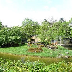 Lion House: Lion outdoor enclosure