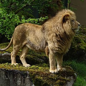 Lion (Pantherea leo)