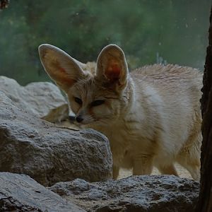 Fennec fox (Vulpes zerda)