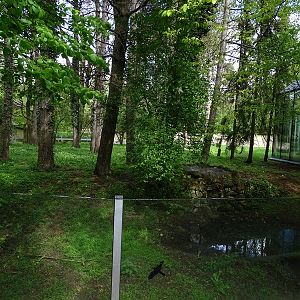 Lion House: Striped heyna outdoor enclosure