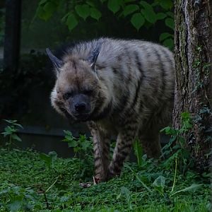 Striped hyena (Hyaena hyaena)