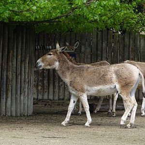 Onager (Equus hemionus onager)
