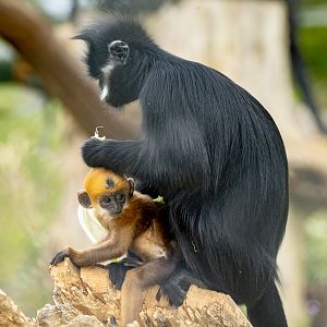 François's langur : Whipsnade Zoo : 14 Jul 2024