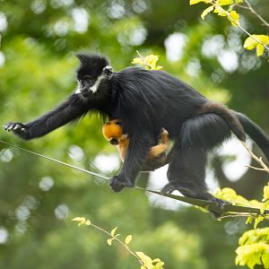 François's langur : Whipsnade Zoo : 14 Jul 2024