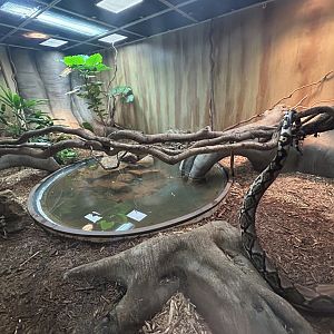Reticulated Python Exhibit - Desert Dome