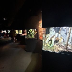 Venomous Snake Exhibits - Desert Dome