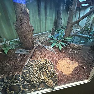 Burmese Python Exhibit - Desert Dome
