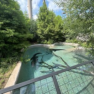 American Alligator Exhibit - Alligators and Crocodiles: The Fight to Survive