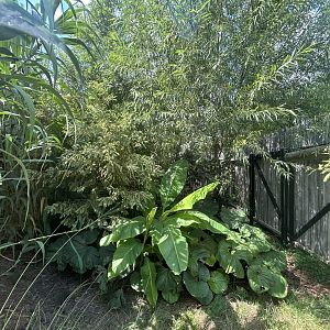 Orinoco Crocodile Exhibit - Alligators and Crocodiles: The Fight to Survive