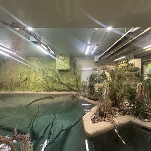 Indoor Orinoco Crocodile Exhibit - Alligators and Crocodiles: The Fight to Survive
