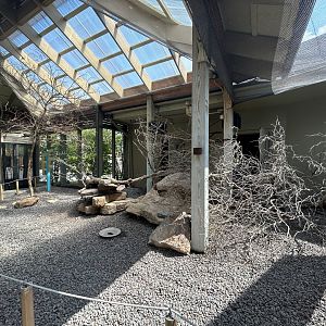 African Aviary (7 Species) - Flights of Fancy