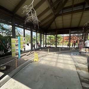 African Aviary (7 Species) - Flights of Fancy