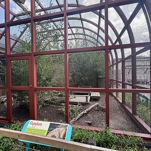 Capybara Exhibit - Flights of Fancy