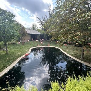 Caribbean Flamingo Exhibit - Flights of Fancy